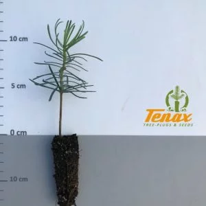 Abies concolor P204 1+0