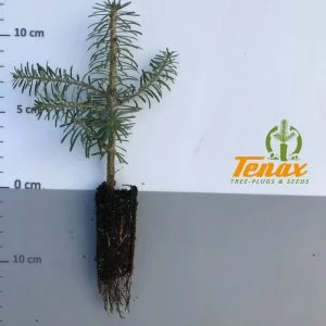 Abies koreana P204 2+0