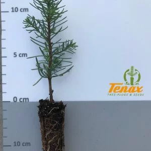 Abies procera P204 1+0