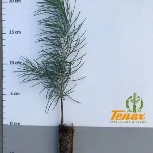 Cedrus deodara P204 1+0