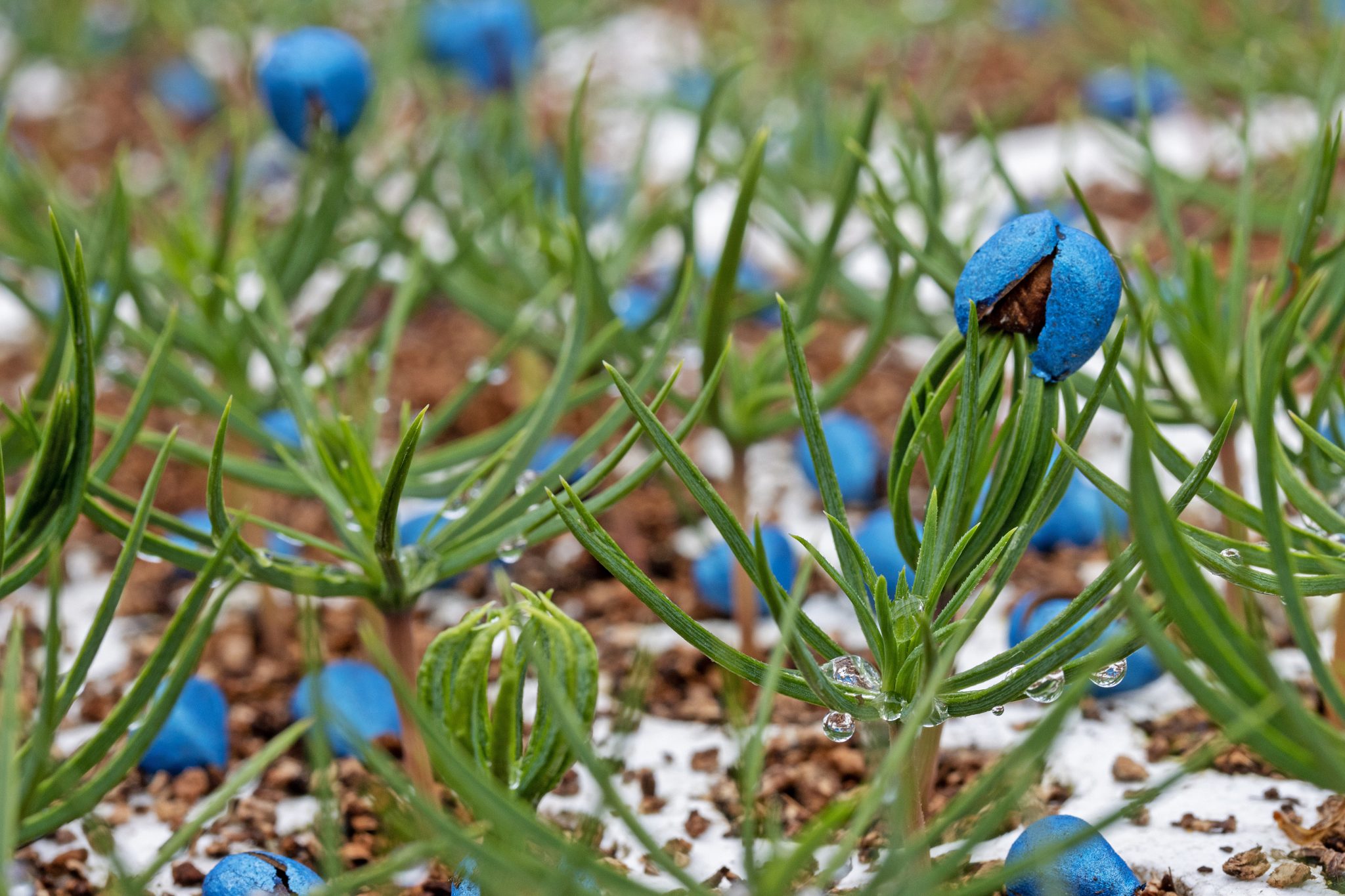 Plugplanten Tenax Tree Plugs & Seeds B.V.